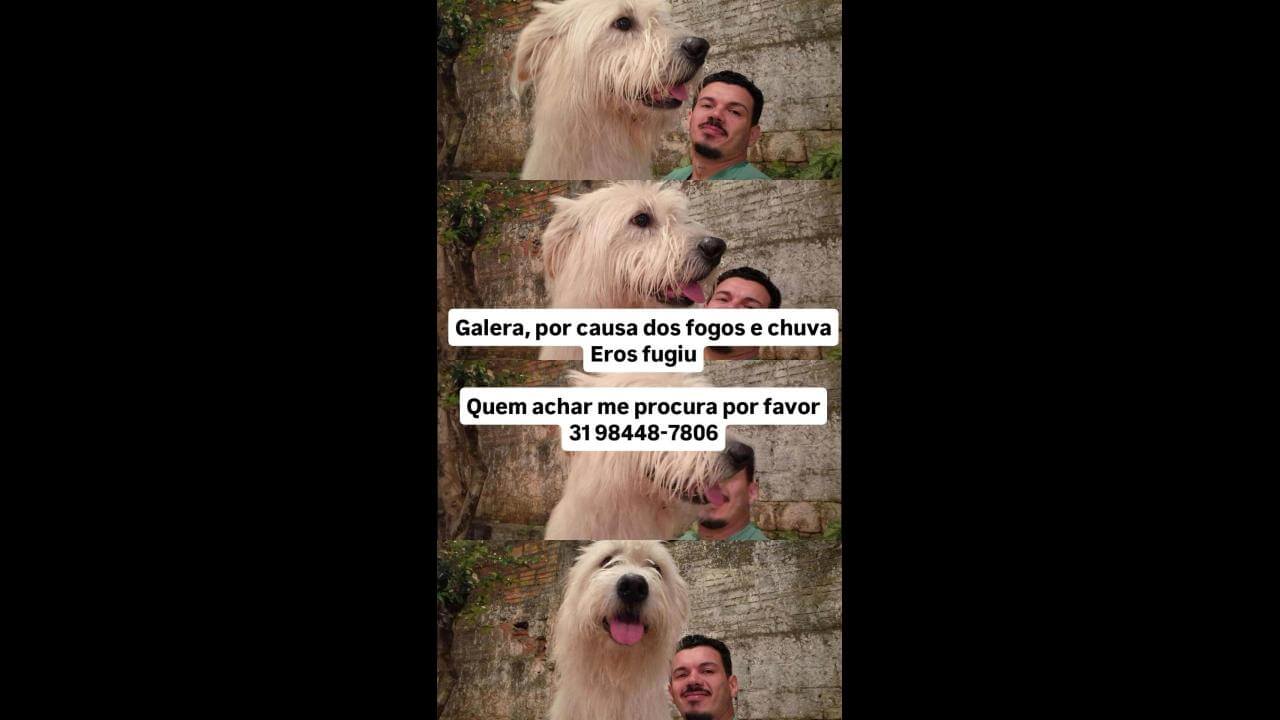 Cachorro Eros desapareceu no bairro Coqueiral Cachorro Eros desapareceu no bairro Coqueiral