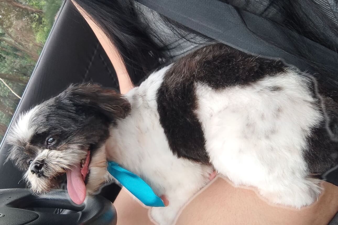 Cachorro desapareceu no bairro Parque São Paulo Cachorro desapareceu no bairro Parque São Paulo