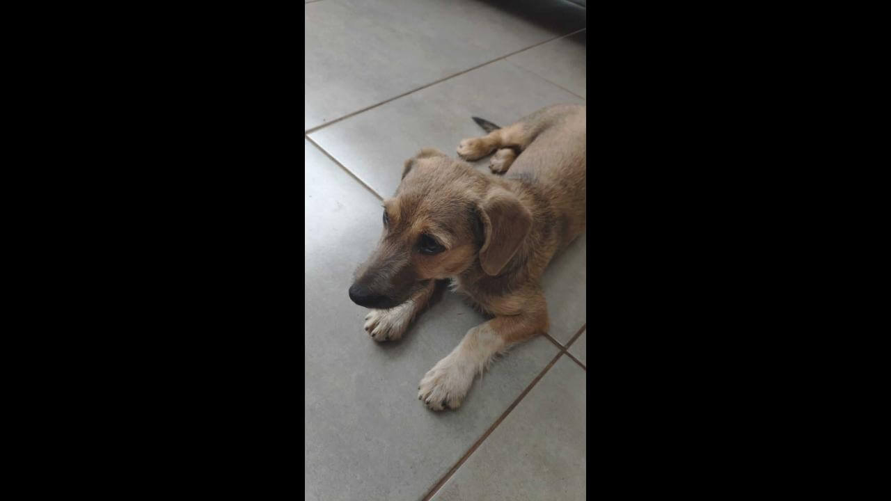 Cachorro é encontrado no bairro Angra dos Reis Cachorro é encontrado no bairro Angra dos Reis