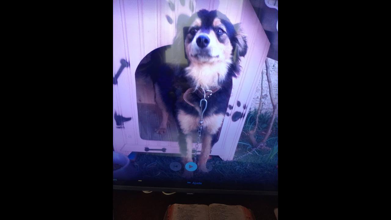 Cachorra Laila desapareceu no bairro Jardim União Cachorra Laila desapareceu no bairro Jardim União