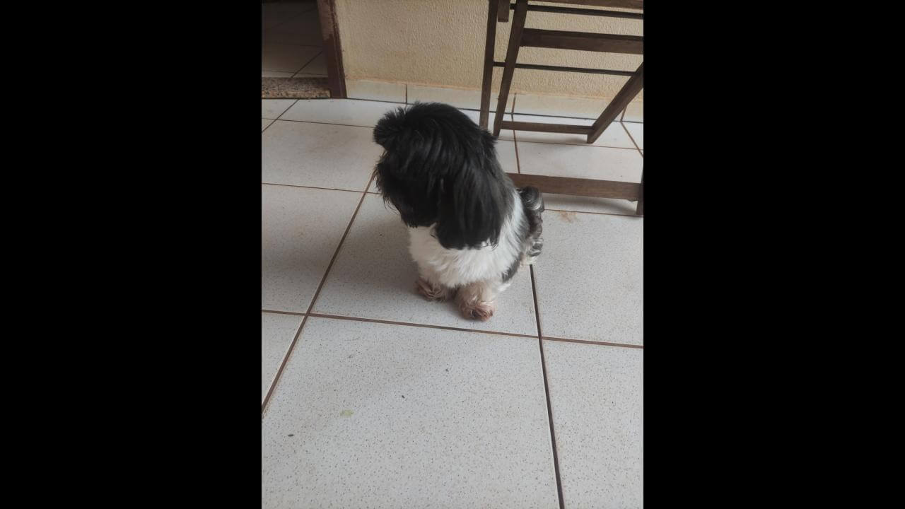 Cachorra é encontrada no bairro Alto Alegre Cachorra é encontrada no bairro Alto Alegre