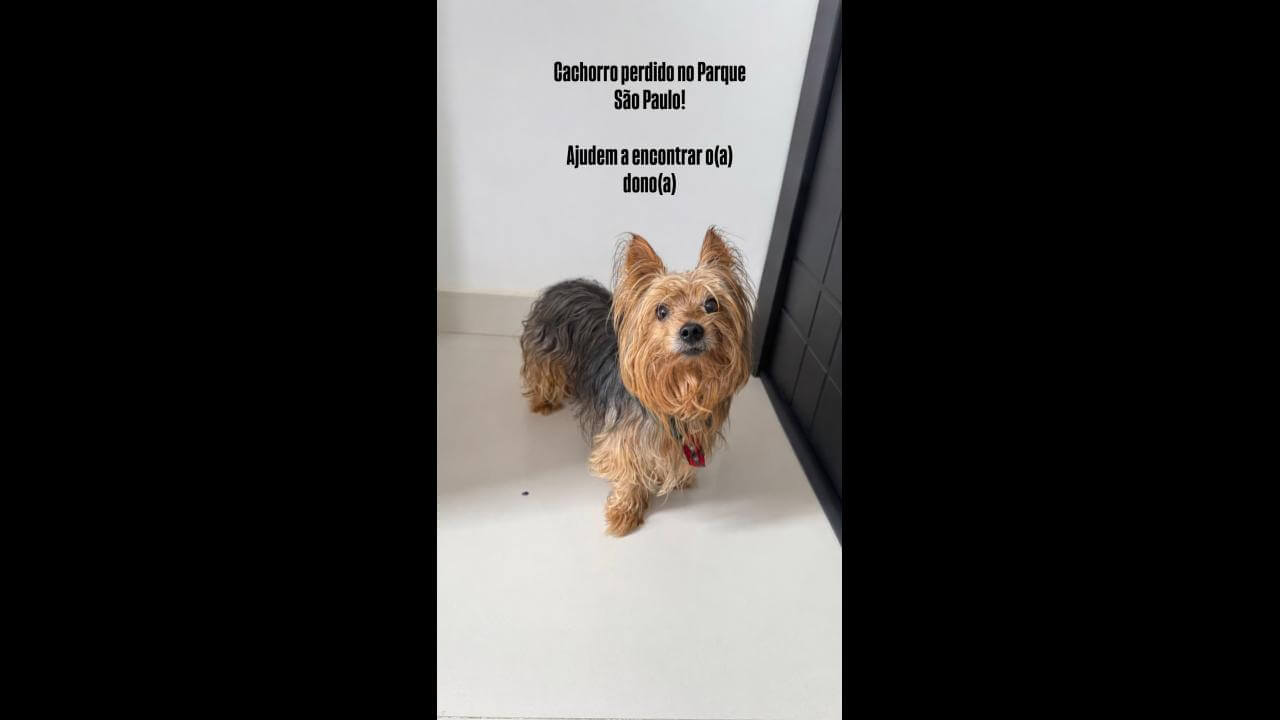 Cachorro é encontrado no bairro Parque São Paulo Cachorro é encontrado no bairro Parque São Paulo