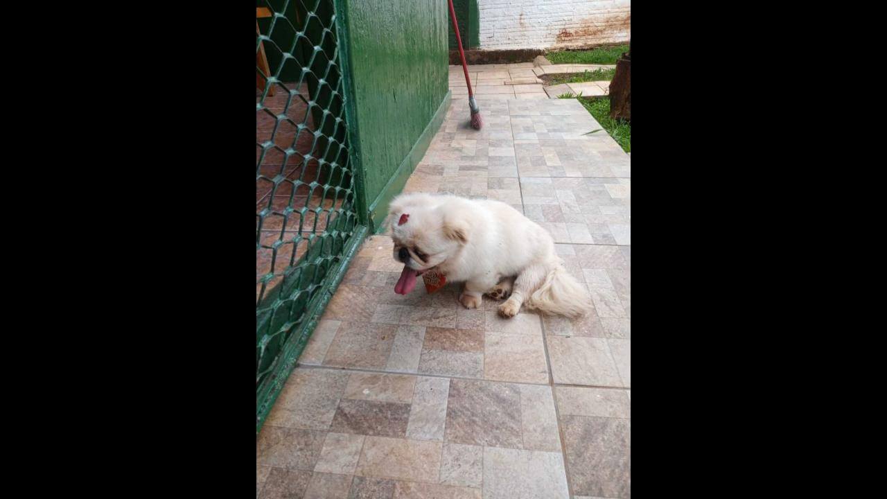 Cachorro é encontrado no bairro Brasmadeira Cachorro é encontrado no bairro Brasmadeira