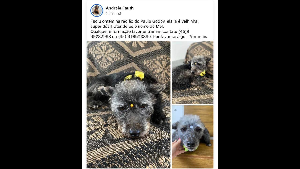 Cachorra Mel desapareceu no bairro Santa Cruz Cachorra Mel desapareceu no bairro Santa Cruz