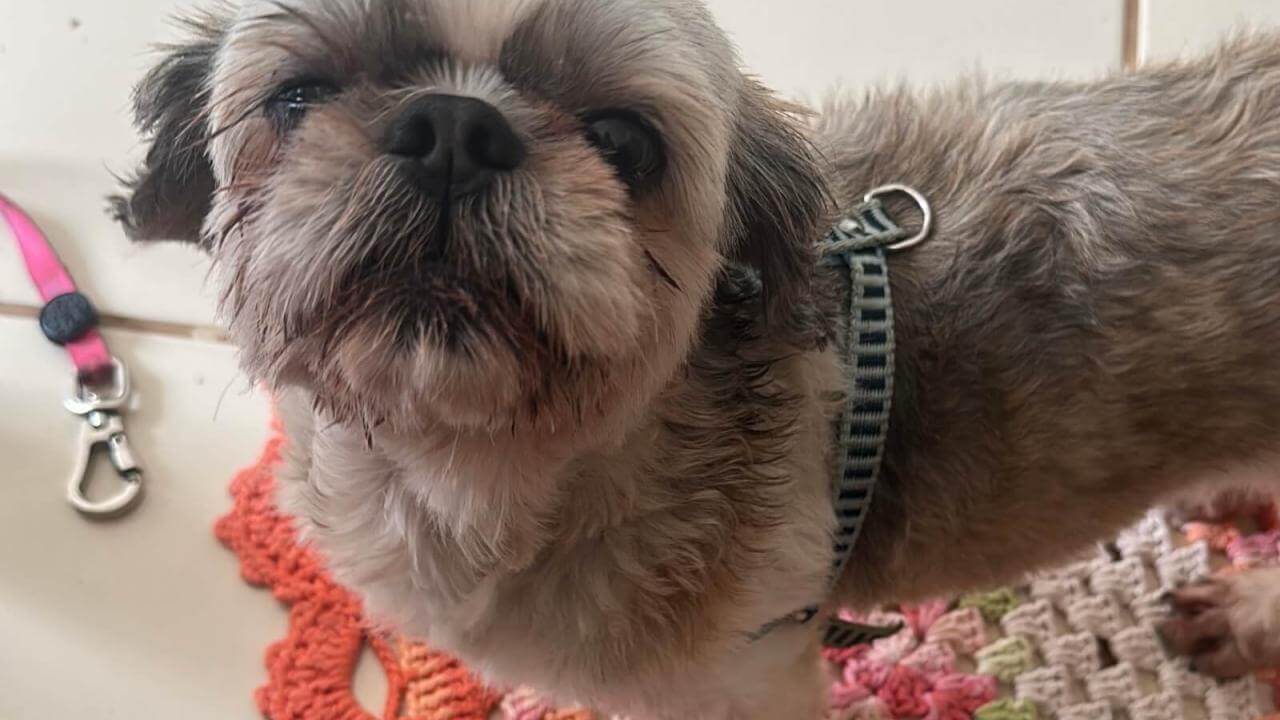 Cachorra é encontrada no bairro Parque Verde Cachorra é encontrada no bairro Parque Verde