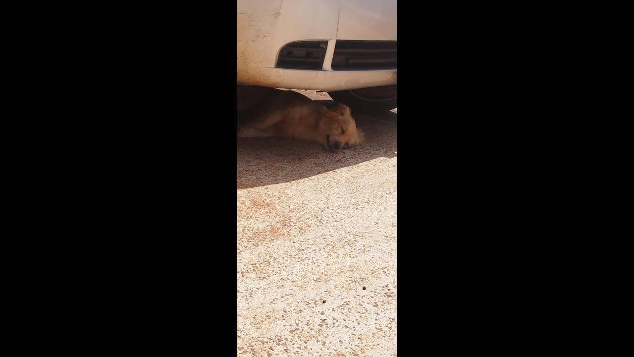 Cachorro é encontrado no bairro Jardim Veredas Cachorro é encontrado no bairro Jardim Veredas