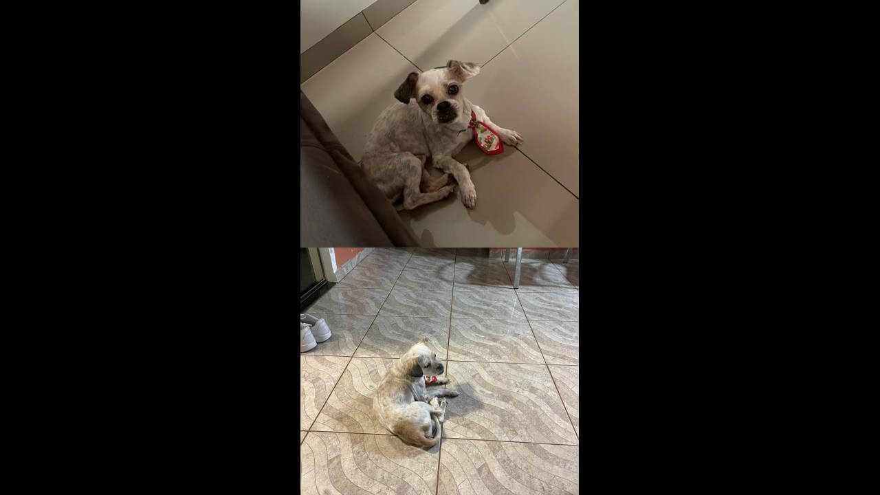 Cachorro Boris desapareceu no bairro Floresta Cachorro Boris desapareceu no bairro Floresta