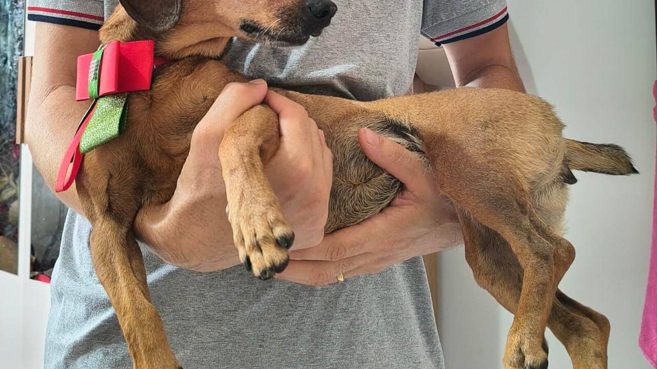 Cachorra Mel desapareceu no bairro Pioneiros Catarinenses Cachorra Mel desapareceu no bairro Pioneiros Catarinenses