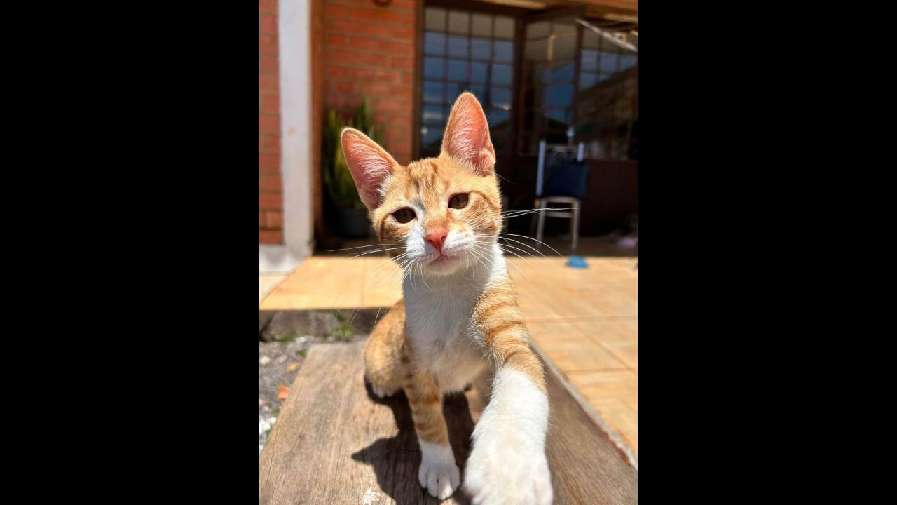 Gato Pira desapareceu no bairro Maria Luiza Gato Pira desapareceu no bairro Maria Luiza