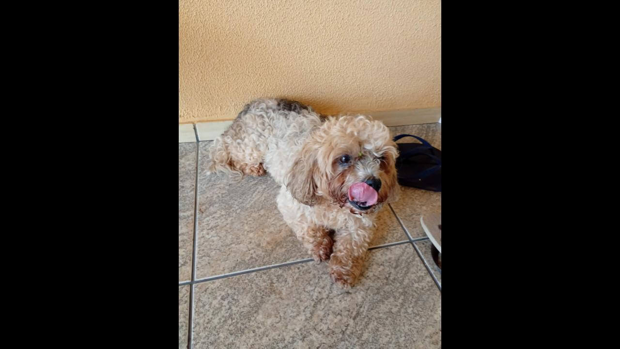 Cachorra é encontrada no bairro São Cristóvão Cachorra é encontrada no bairro São Cristóvão