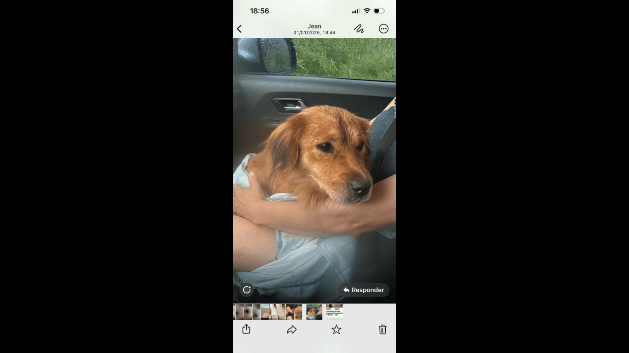 Cachorra é encontrada no bairro Rural Cachorra é encontrada no bairro Rural