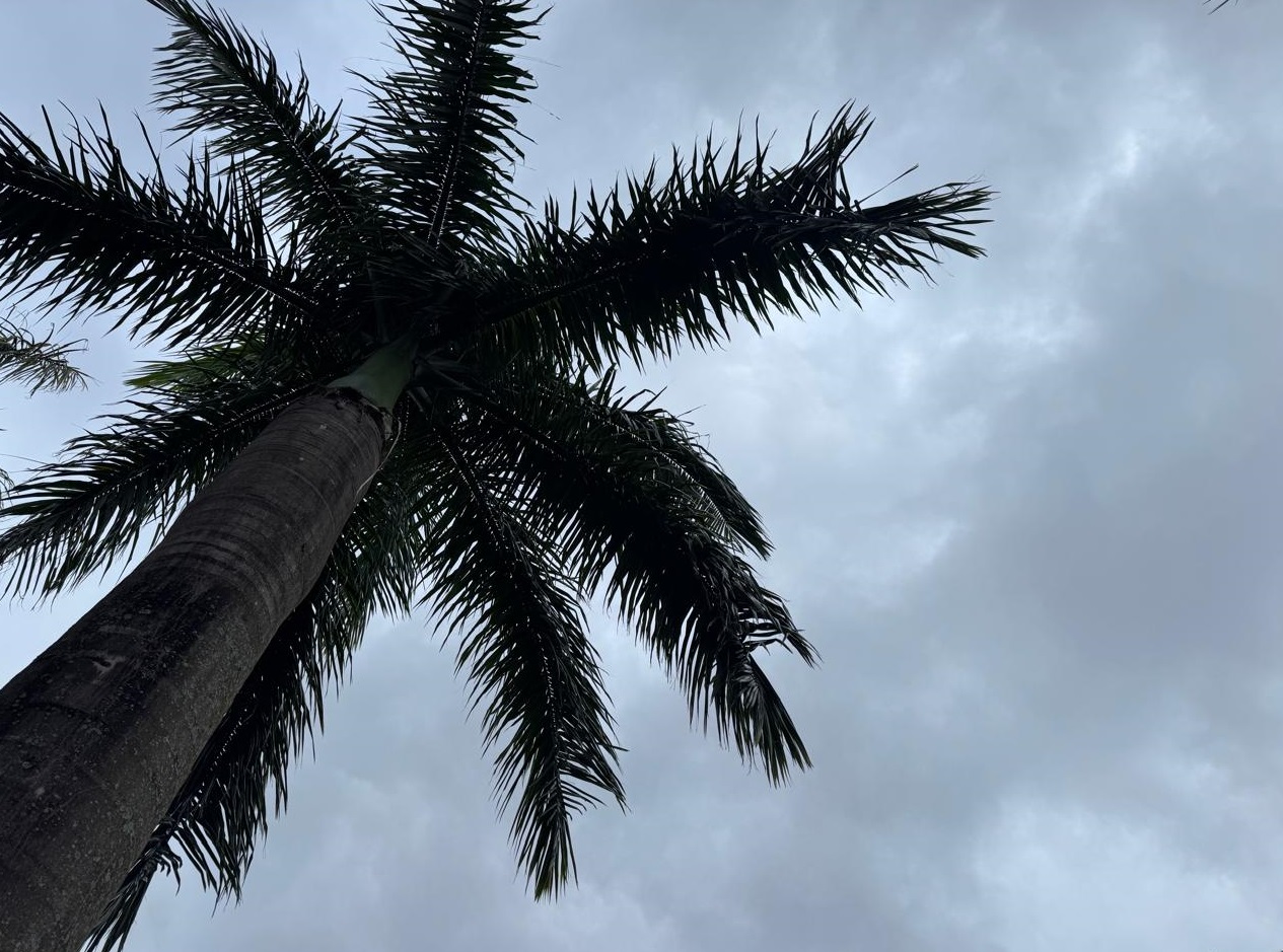 Feriado molhado: primeiro dia do ano já teve 12,4mm de chuva em Cascavel Feriado molhado: primeiro dia do ano já teve 12,4mm de chuva em Cascavel