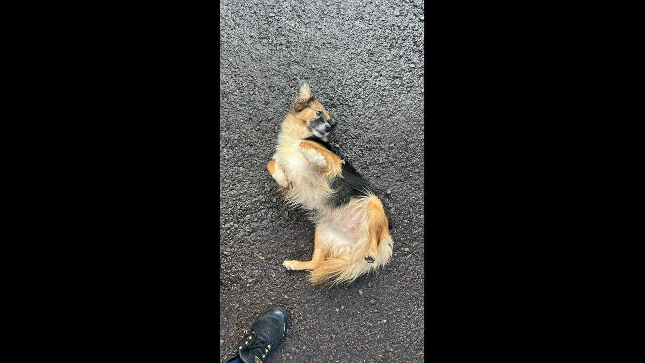 Cachorra é encontrada no bairro Santa Cruz Cachorra é encontrada no bairro Santa Cruz