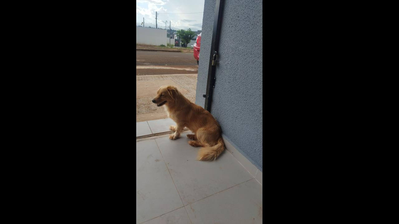 Cachorro é encontrado no bairro Jardim Veredas Cachorro é encontrado no bairro Jardim Veredas