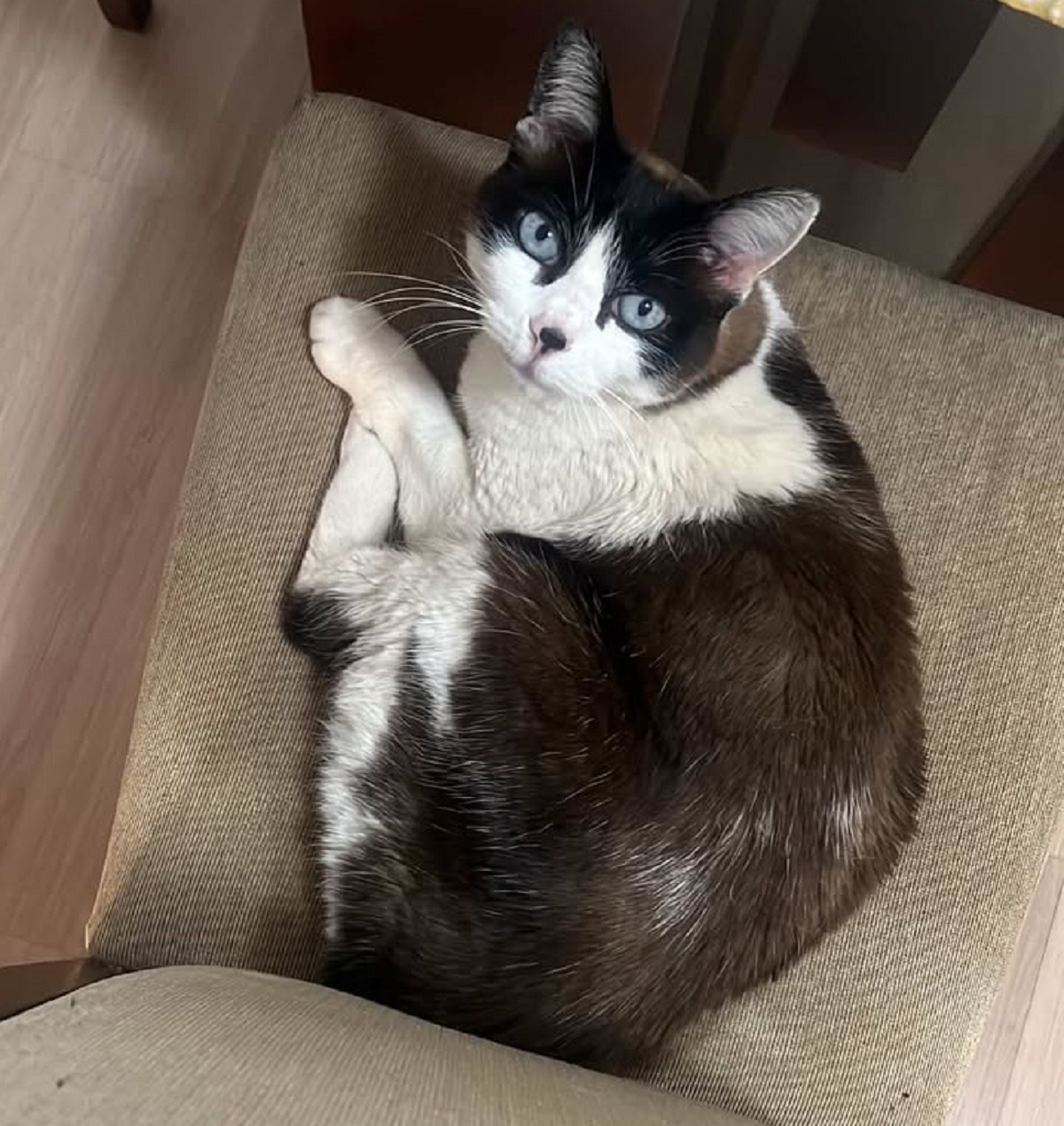 Gata Fifi tem 12 anos e sumiu na região do MUffato da Carlos Gomes Gata Fifi tem 12 anos e sumiu na região do MUffato da Carlos Gomes