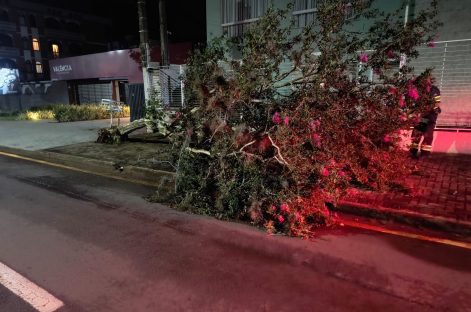 Vento derruba árvore na rua Paraná, no Centro de Cascavel Imagem referente a Vento derruba árvore na rua Paraná, no Centro de Cascavel