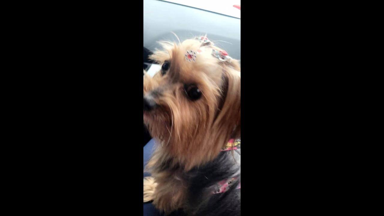 Cachorra Mel desapareceu no bairro Tarumã Cachorra Mel desapareceu no bairro Tarumã