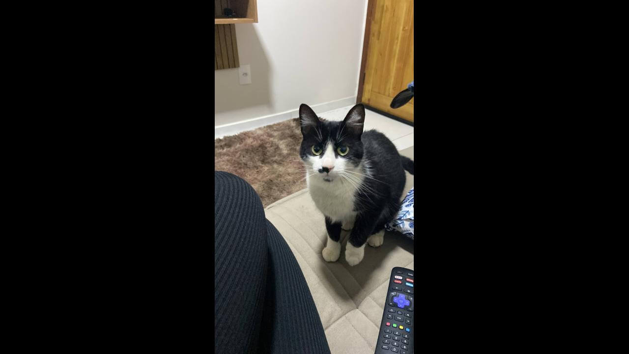 Gata Bolota desapareceu no bairro Jardim Siena Gata Bolota desapareceu no bairro Jardim Siena