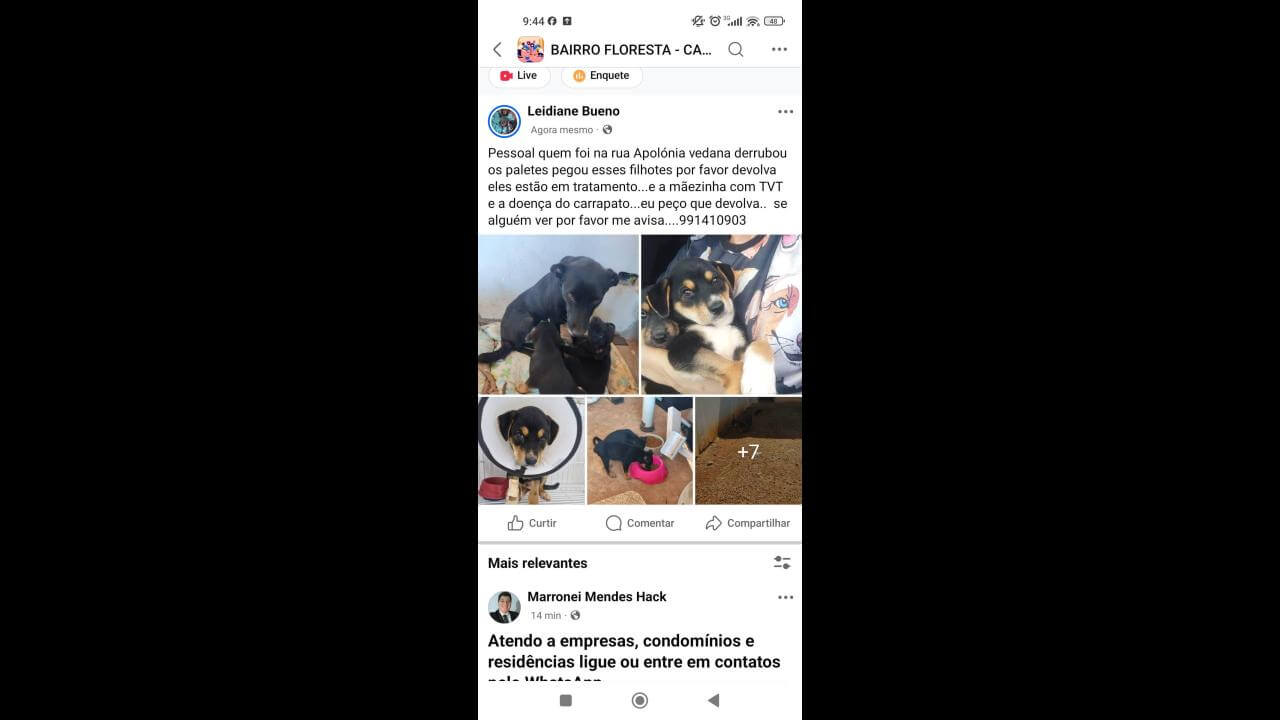 Cachorra Preta e seus filhotes desapareceu no bairro Floresta