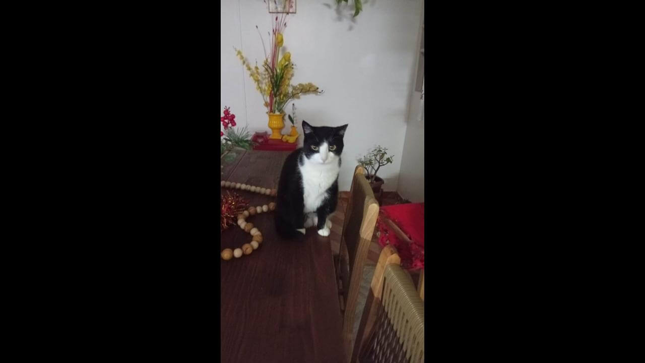 Gata Missy desapareceu no bairro Coqueiral