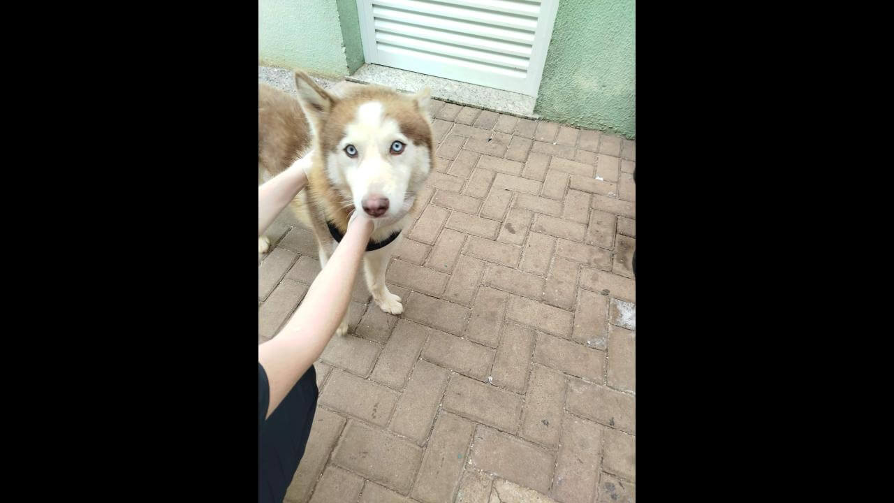 Cachorro é encontrado no bairro Centro