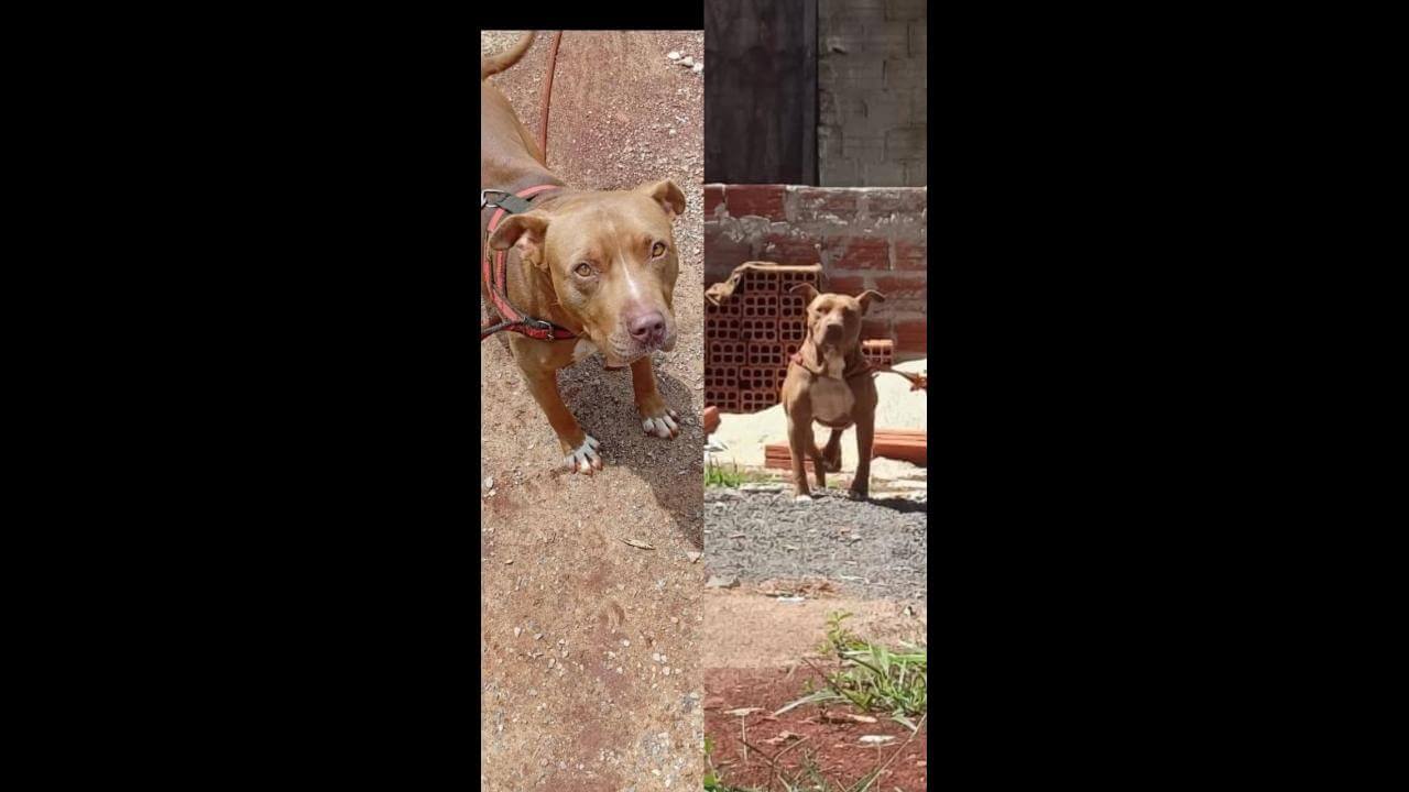 Cachorro Hulk desapareceu no bairro Belmonte