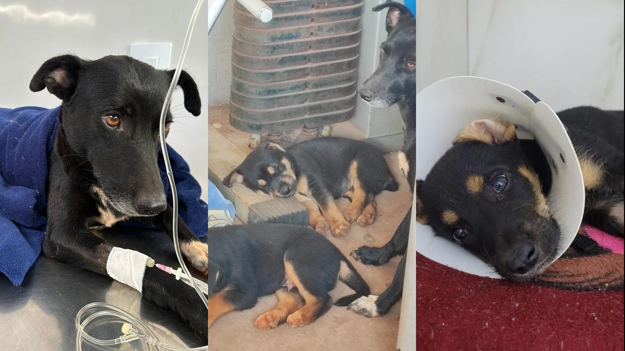 Cachorros em tratamento veterinário desaparecem em Cascavel