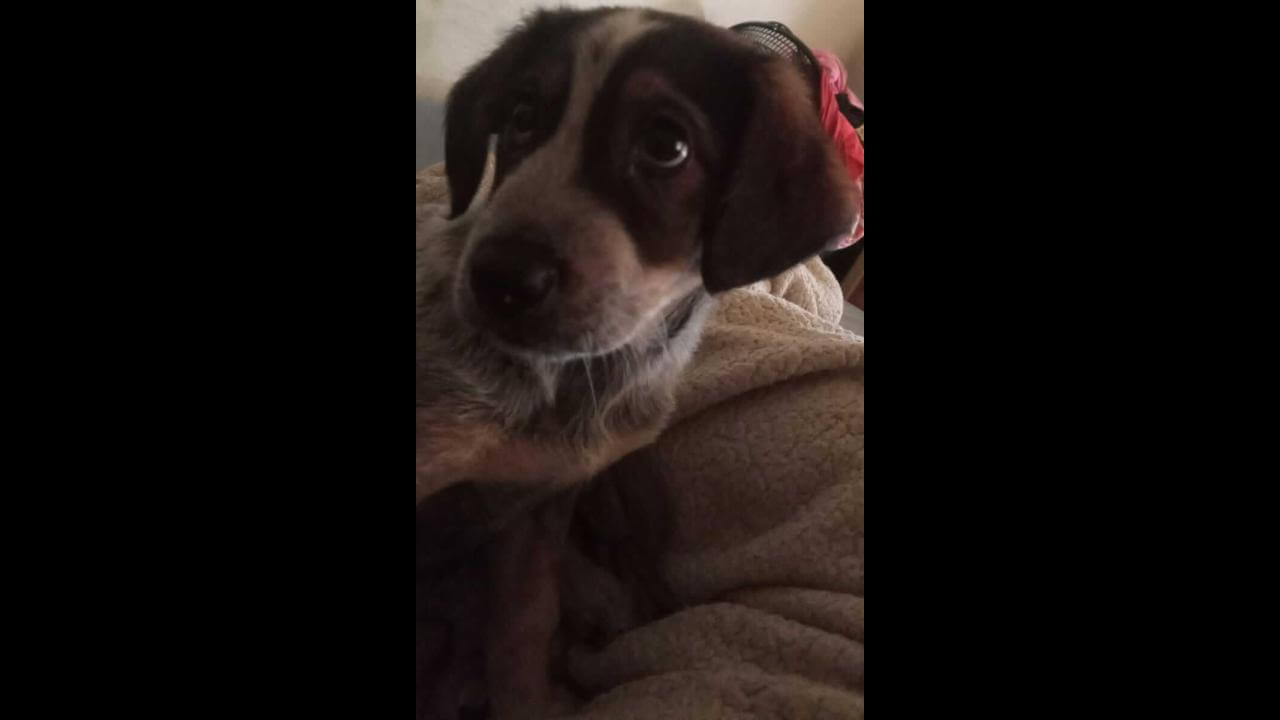 Cachorra Neguinha desapareceu no bairro Parque Verde Cachorra Neguinha desapareceu no bairro Parque Verde