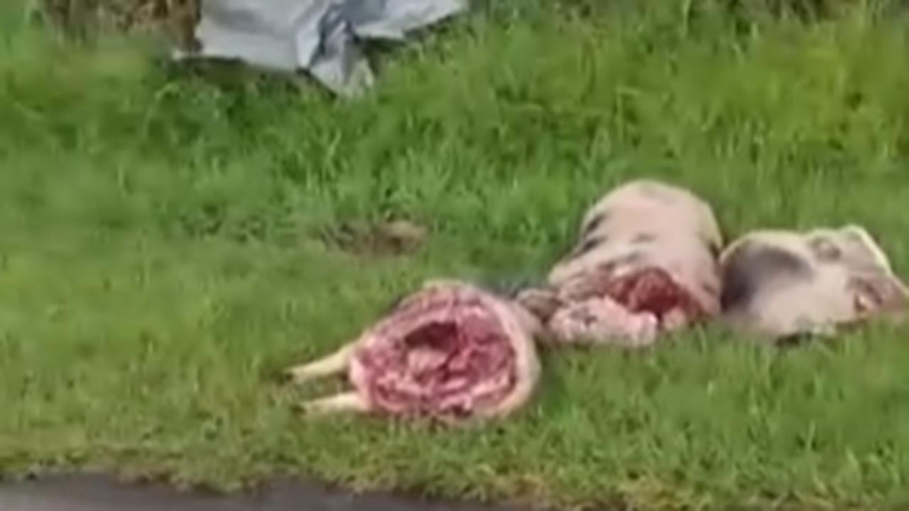Porco cortado é encontrado à beira da rodovia, em Umuarama