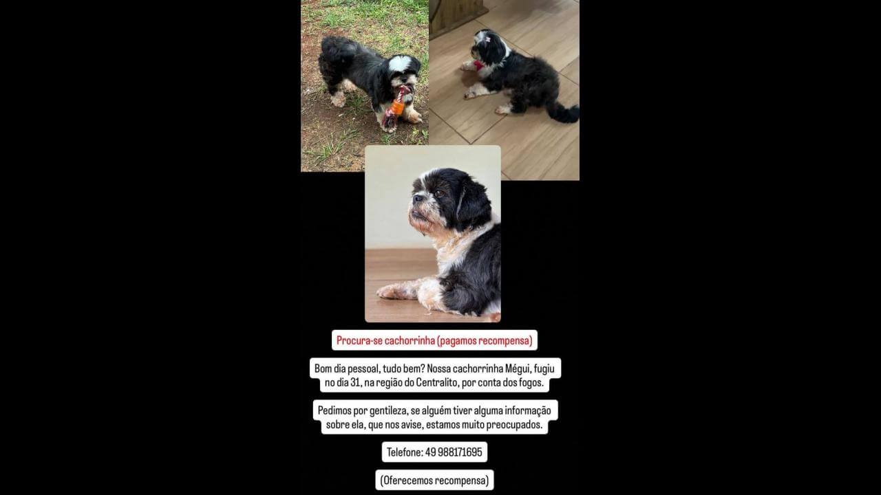 Cachorra Mégui desapareceu no bairro BR 277 Cachorra Mégui desapareceu no bairro BR 277