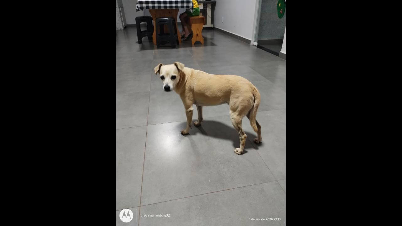 Cachorra é encontrada no bairro Parque Verde Cachorra é encontrada no bairro Parque Verde