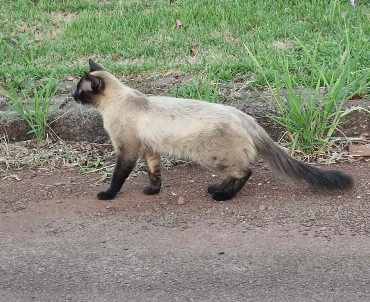 Gato é encontrado no bairro Fag Gato é encontrado no bairro Fag