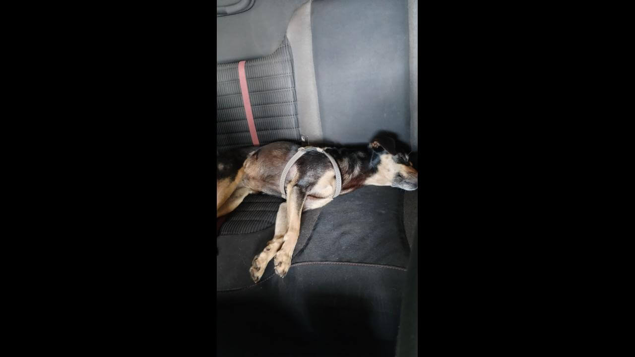 Cachorra Menina desapareceu no bairro Maria Luiza Cachorra Menina desapareceu no bairro Maria Luiza