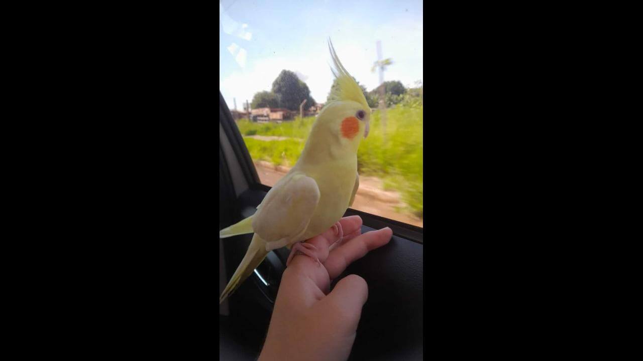 Calopsita Coxinha desapareceu no bairro Fag Calopsita Coxinha desapareceu no bairro Fag