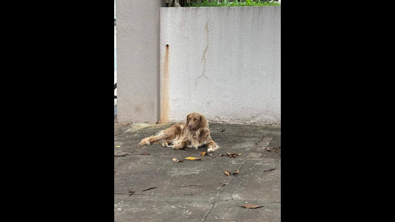 Cachorra é encontrada no bairro Country Cachorra é encontrada no bairro Country