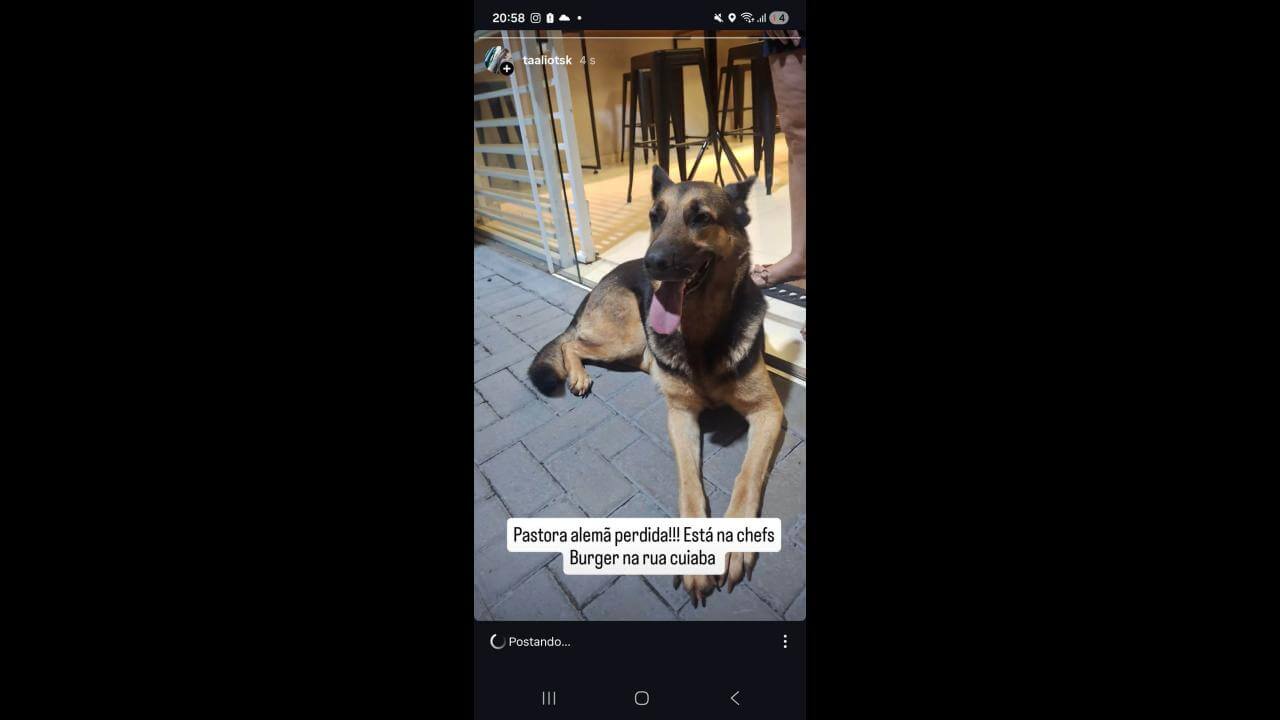 Cachorra é encontrada no bairro Parque São Paulo