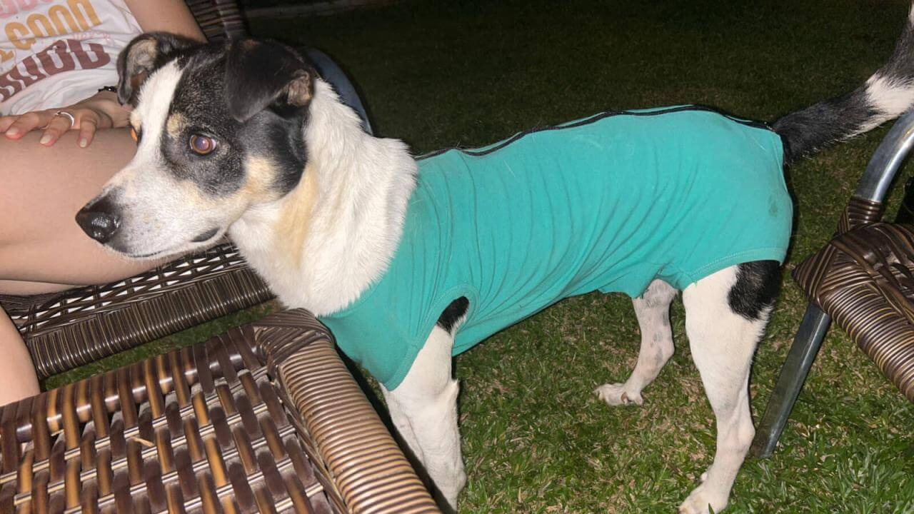 Cachorro é encontrado no bairro Nova York