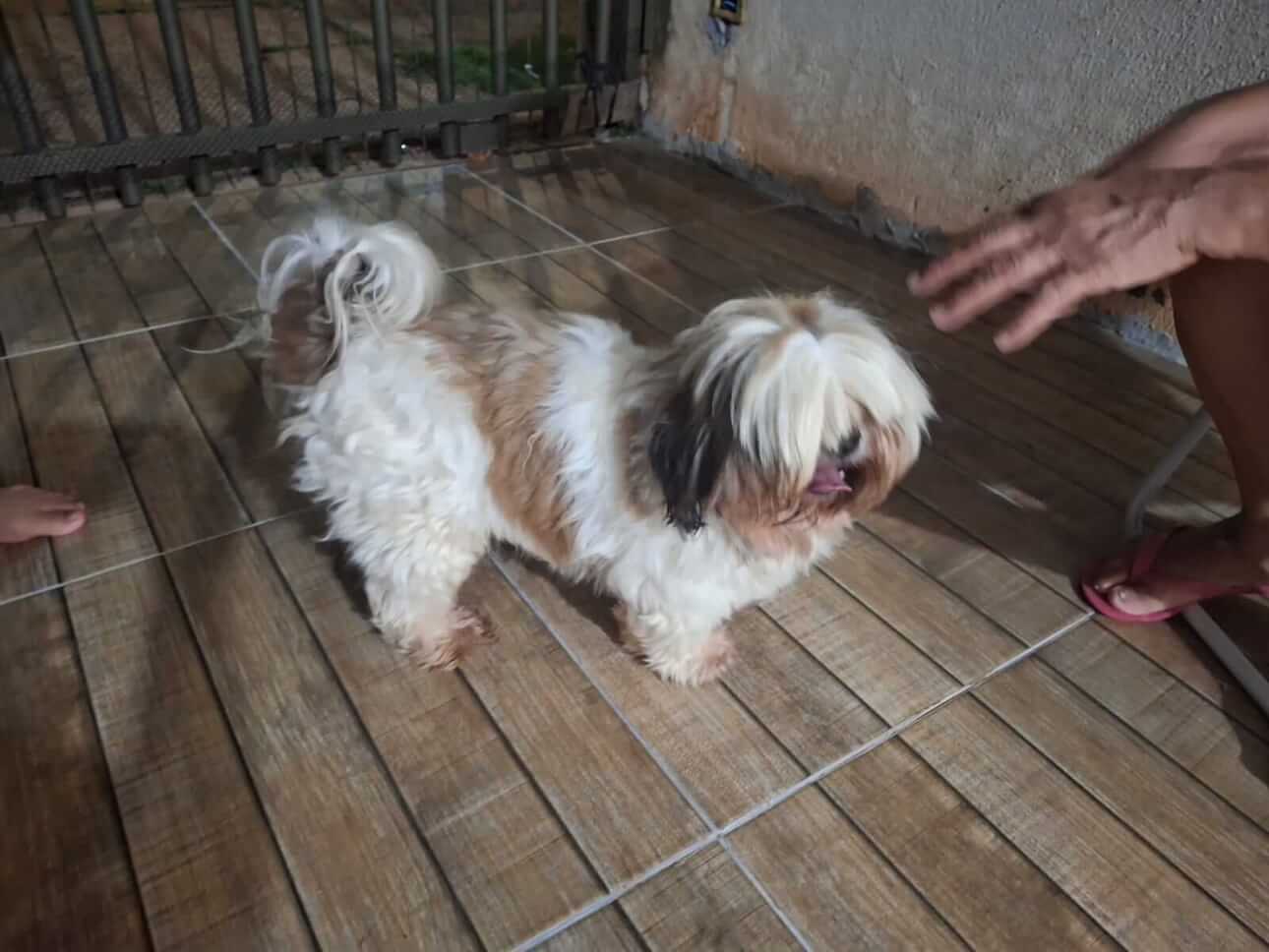 Cachorro é encontrado no bairro Esmeralda Cachorro é encontrado no bairro Esmeralda