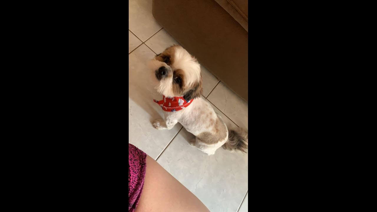 Cachorro Rodolfo desapareceu no bairro Esmeralda Cachorro Rodolfo desapareceu no bairro Esmeralda