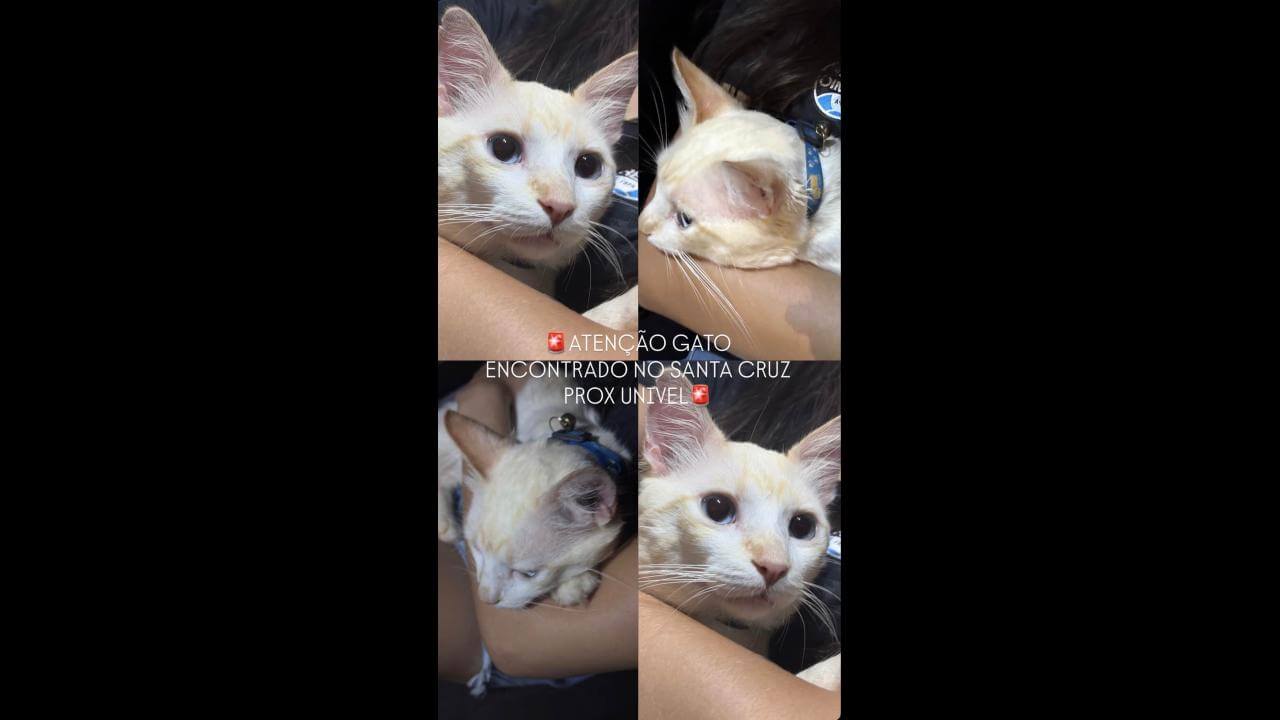 Gato é encontrado no bairro Santa Cruz Gato é encontrado no bairro Santa Cruz