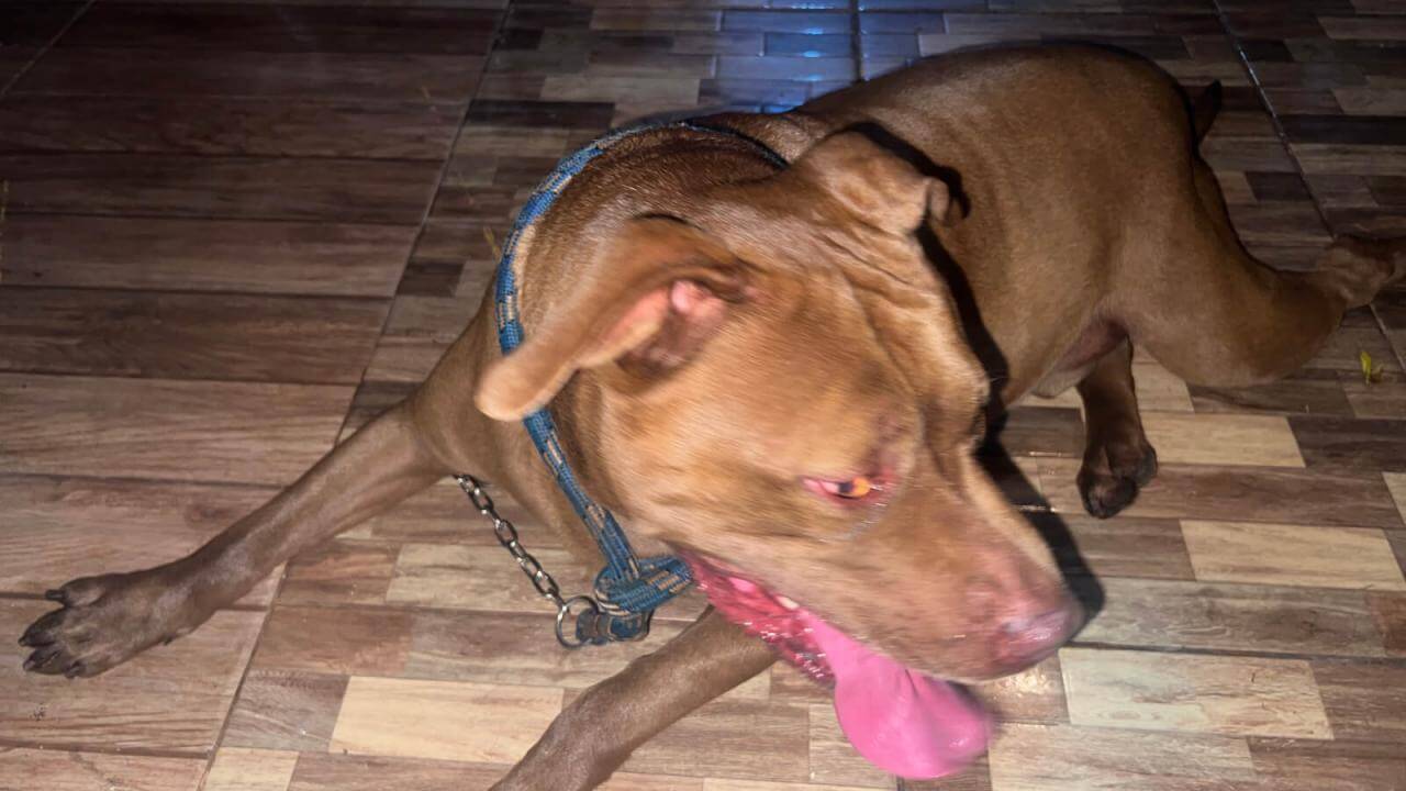 Cachorro é encontrado no bairro Alto Alegre Cachorro é encontrado no bairro Alto Alegre