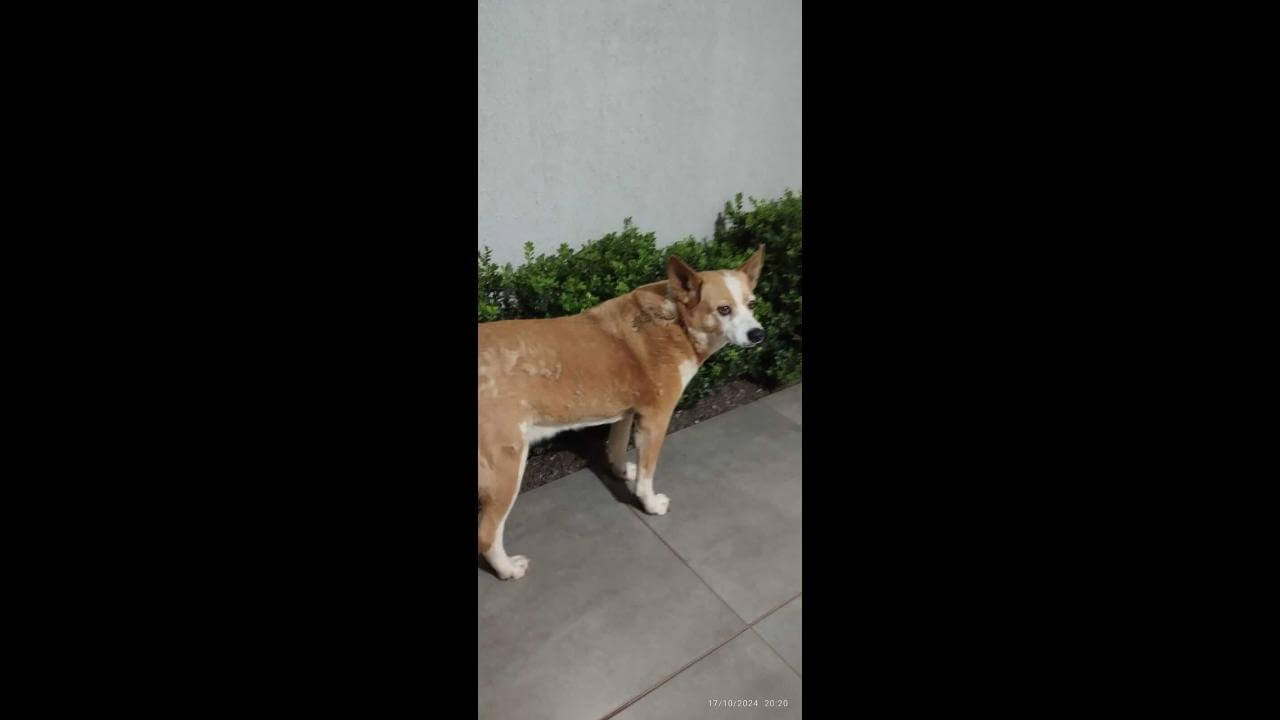 Cachorra Pandora desapareceu no bairro Esmeralda Cachorra Pandora desapareceu no bairro Esmeralda
