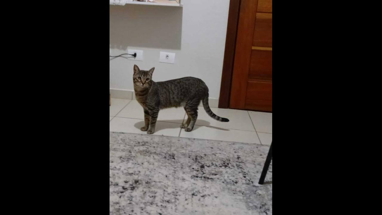 Gato Tucuna desapareceu no bairro Neva Gato Tucuna desapareceu no bairro Neva