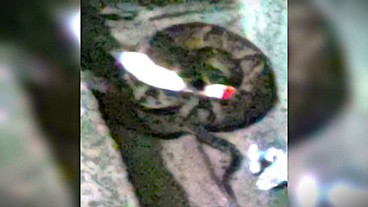 Cobra invade residência e é capturada após latidos do cachorro Cobra invade residência e é capturada após latidos do cachorro