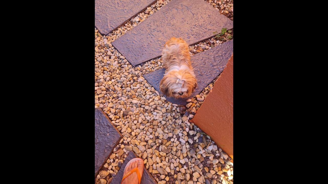 Cachorro é encontrado no bairro Nova York