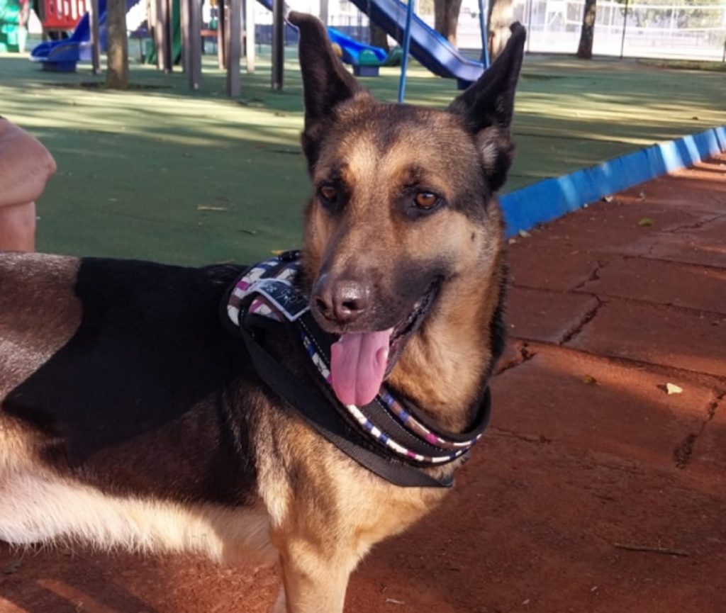 Pastora alemã é encontrada no ginásio Sérgio Mauro Festugatto