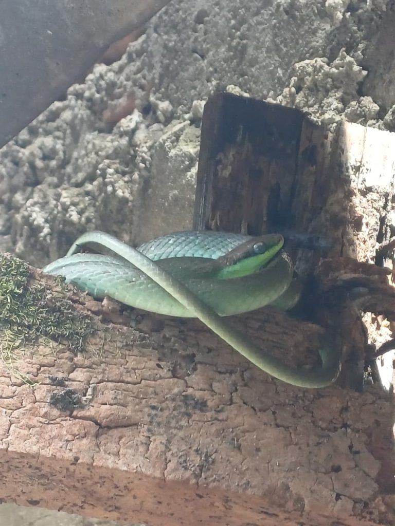 Bombeiros removem serpente encontrada no quintal de casa no bairro Floresta