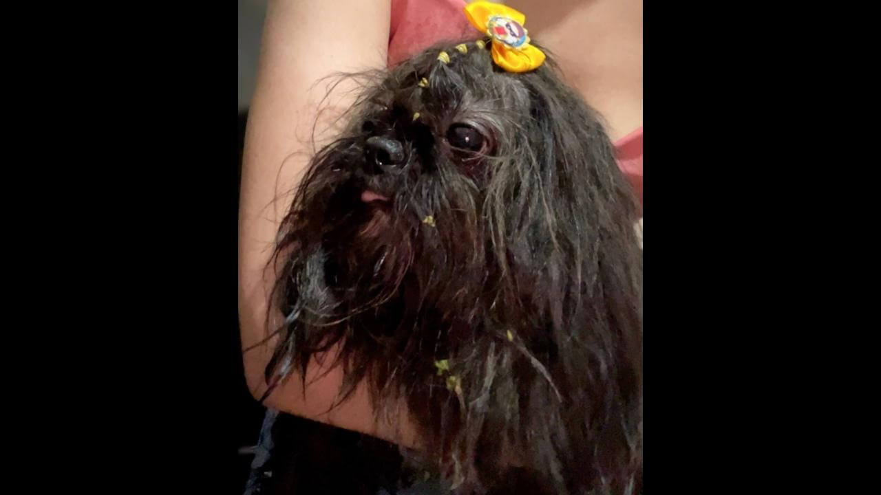 Cachorra é encontrada no bairro Santa Felicidade