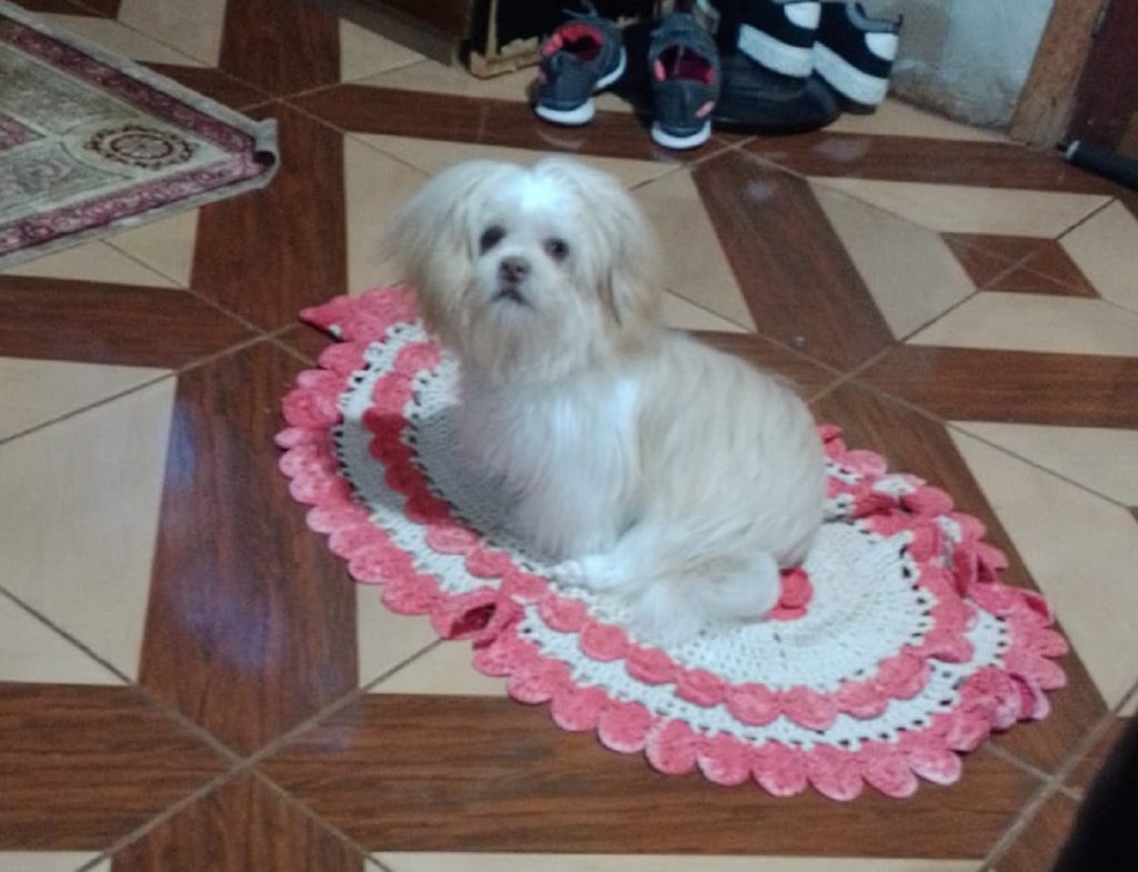 Cãozinho Theu sumiu na manhã de sábado (3) no Cascavel Velho