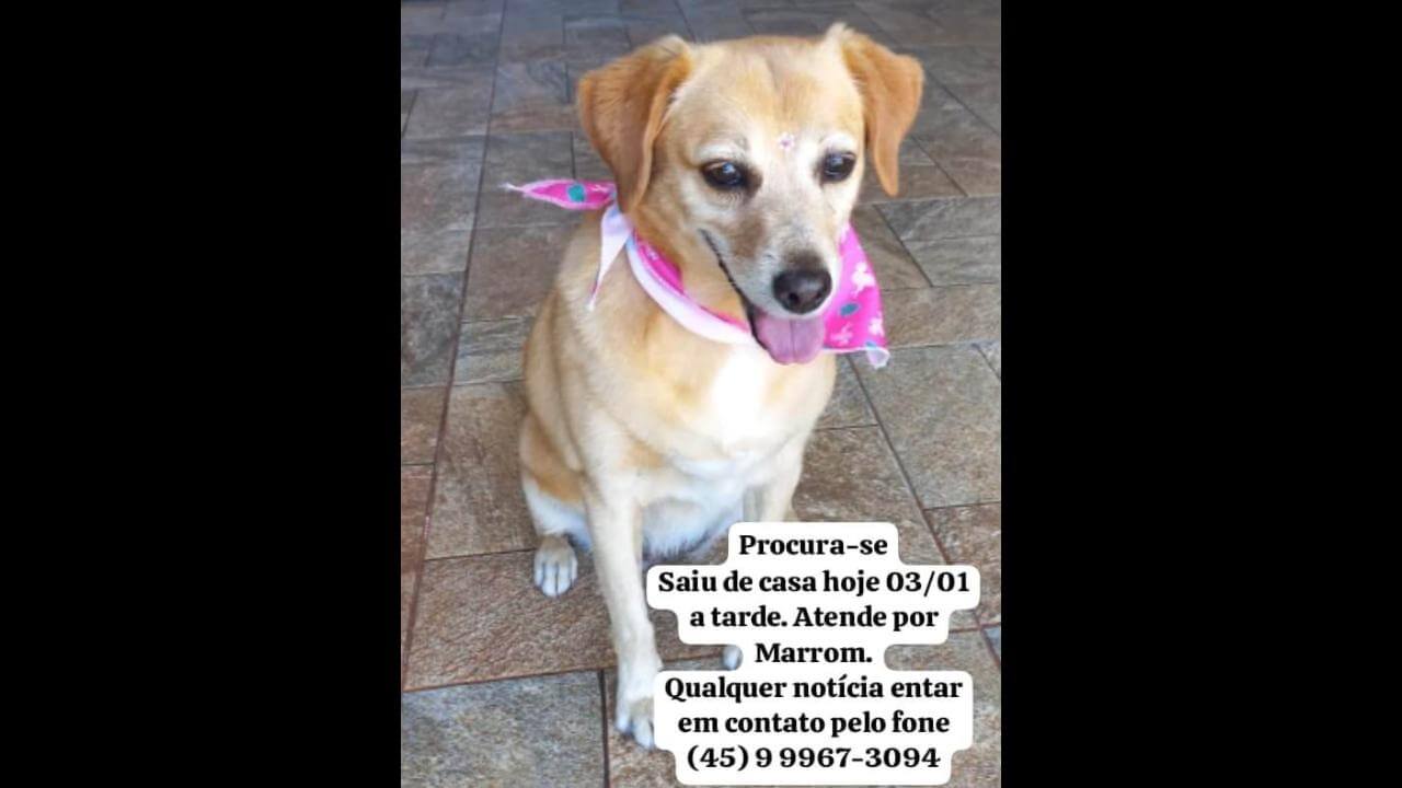 Cachorra Marrom desapareceu no bairro Santa Cruz